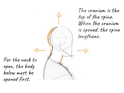 organizing a cranium