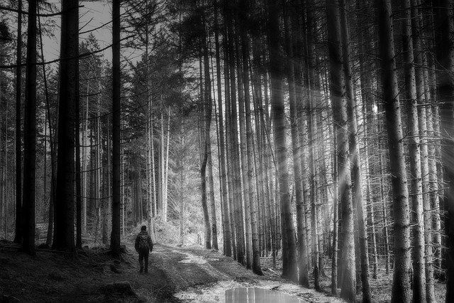 sun rays through forest